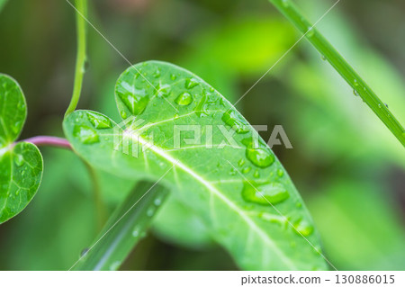 夏日雨：水滴閃耀草葉 02 130886015