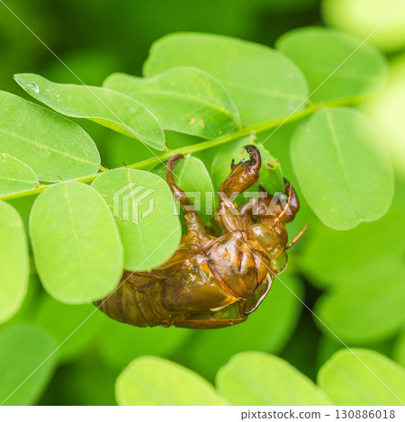 夏山:刺槐葉蟬01 夏山:刺槐葉蟬01 130886018