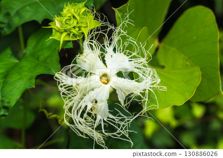 White flowers of the winter gourd in the summer mountains and forests 01 130886026