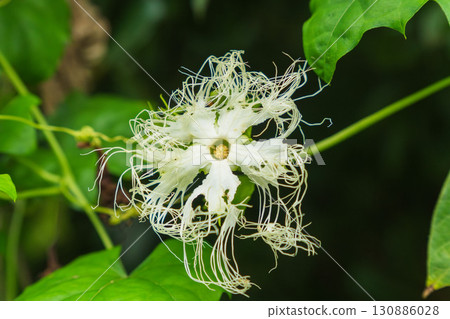 夏日山林裡的冬瓜白花03 130886028