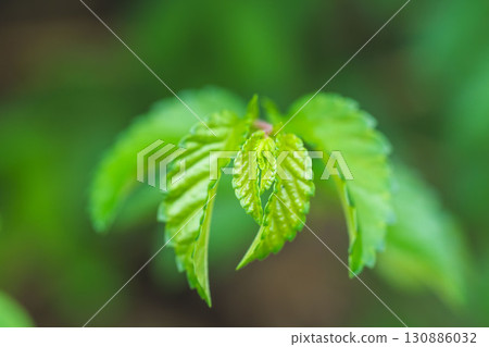 夏山:葉子生長和開放 04 夏山:葉子生長和開放 04 130886032