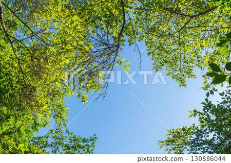 Summer scenery: Blue sky and trees seen from the forest 08 Summer scenery: Blue sky and trees seen from the forest 08 130886044