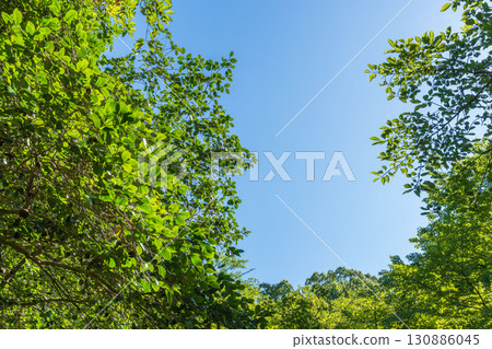 Summer scenery: Blue sky and trees seen from the forest 09 130886045
