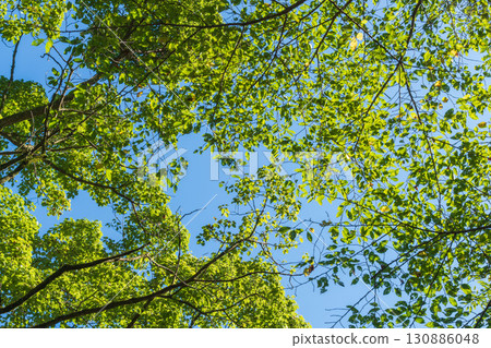 夏日風景:從森林裡看到的藍天與樹木 12 夏日風景:從森林裡看到的藍天與樹木 12 130886048