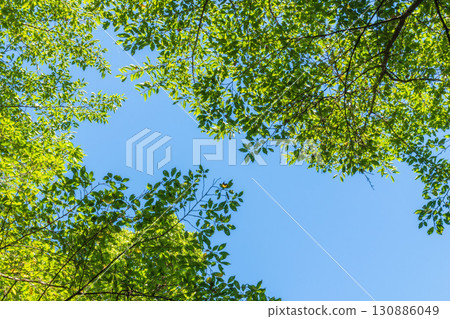 夏日風景:從森林裡看到的藍天與樹木 13 夏日風景:從森林裡看到的藍天與樹木 13 130886049