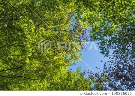 夏日風景:從森林裡看到的藍天與樹木 20 夏日風景:從森林裡看到的藍天與樹木 20 130886055