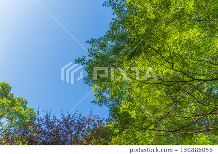 夏日風景:從森林裡看到的藍天與樹木 21 夏日風景:從森林裡看到的藍天與樹木 21 130886056
