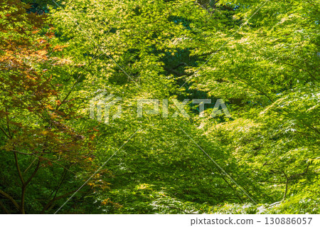 夏日風景:森林樹木 01 夏日風景:森林樹木 01 130886057