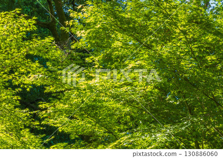 Summer landscape: Forest trees 04 Summer landscape: Forest trees 04 130886060
