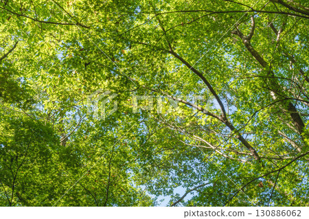 夏日風景:仰望森林裡的樹木 02 夏日風景:仰望森林裡的樹木 02 130886062