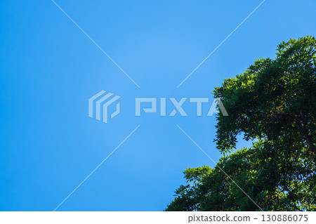 Summer landscape: Blue sky and mountain trees 07 130886075