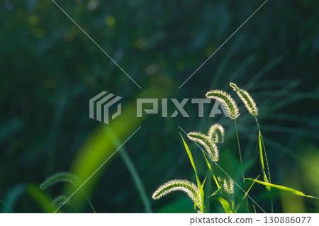 夏日田野中清晨陽光下閃耀的綠色狗尾草 01 130886077