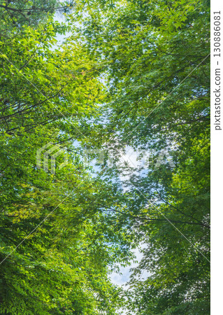 Looking up at the sky through the gaps in the trees in the summer mountains 05 130886081