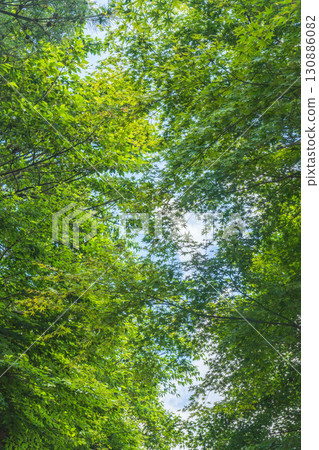 夏日山間透過樹縫仰望天空 06 130886082
