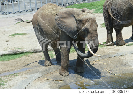 African elephant bathing African elephant bathing 130886124