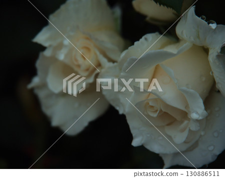 A beautiful white rose, "Pascali," blooms in June after the rain. A beautiful white rose, "Pascali," blooms in June after the rain. 130886511