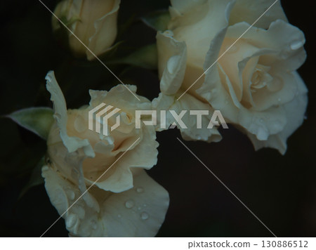 美麗的白玫瑰“帕斯卡利”在六月雨後綻放。 130886512