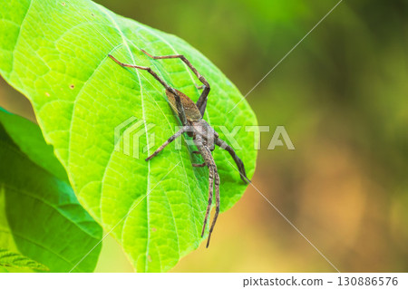 一隻棕嘴蜘蛛在草葉上 一隻棕嘴蜘蛛在草葉上 130886576