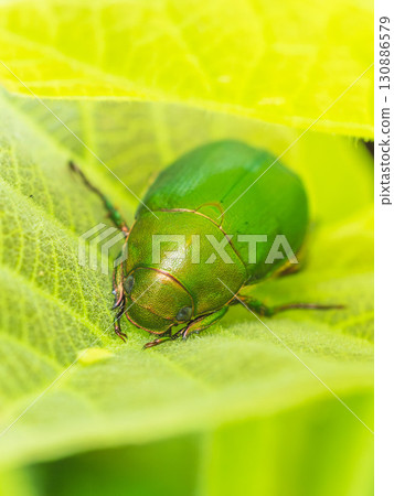 隱藏在樹葉中的綠色甲蟲的特寫鏡頭 01 130886579