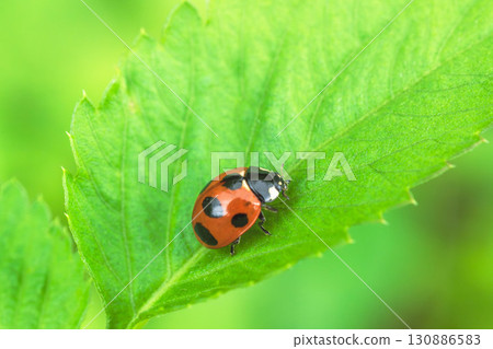 Ladybug on a leaf 01 130886583