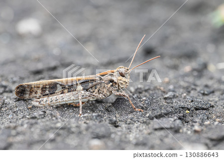 車馬蚱蜢(棕色型) 車馬蚱蜢(棕色型) 130886643