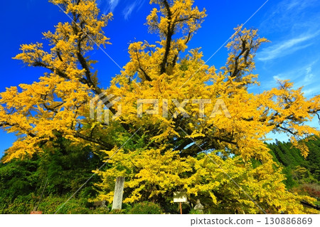 [Kumamoto Prefecture] Yellow leaves of the large ginkgo tree in Shimojo 130886869