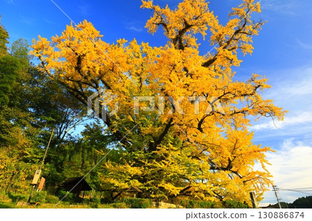 [Kumamoto Prefecture] Yellow leaves of the large ginkgo tree in Shimojo 130886874