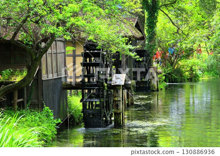 [Nagano Prefecture] Waterwheel at Daio Wasabi Farm (Tadegawa River) 130886936