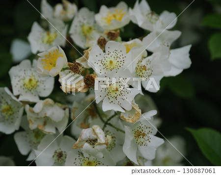 White flower of Neubara 130887061