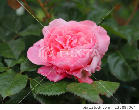 Rose scenery 130887064