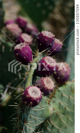 prickly pear opuntia juicy plants and bushes 130887094