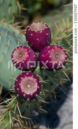 prickly pear opuntia juicy plants and bushes prickly pear opuntia juicy plants and bushes 130887097