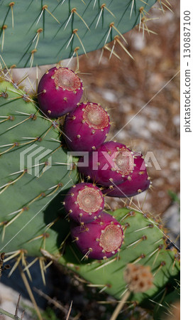 prickly pear opuntia juicy plants and bushes 130887100