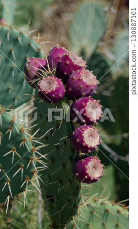 prickly pear opuntia juicy plants and bushes 130887101