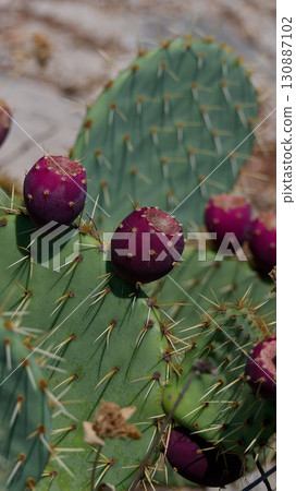 prickly pear opuntia juicy plants and bushes 130887102
