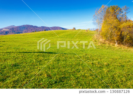 mountain landscape with forest in autumn. beautiful countryside in the highland of ukraine. small grove on the hill in colorful foliage under blue sky. nature background for outdoor adventure mountain landscape with forest in autumn. beautiful countryside in the highland of ukraine. small grove on the hill in colorful foliage under blue sky. nature background for outdoor adventure 130887126