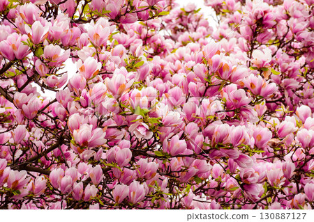 magnolia tree blooming in springtime. beautiful pink flowers of soulangeana bathing in sunlight. warm april weather magnolia tree blooming in springtime. beautiful pink flowers of soulangeana bathing in sunlight. warm april weather 130887127