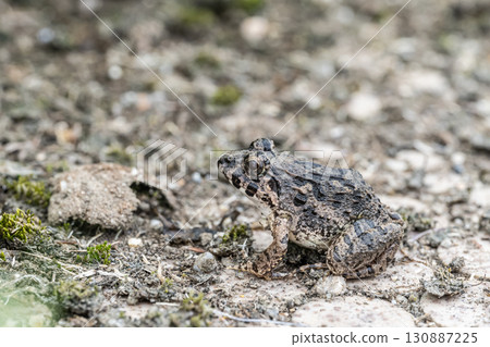 青蛙青蛙 130887225