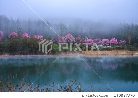 [Mysterious Morning] Morning mist rising from Lake Nakamaki [Hijiri Plateau] 130887370