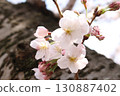 Cherry Blossom	 130887402