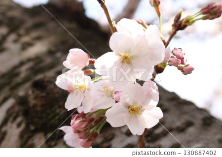 Cherry Blossom Cherry Blossom 130887402
