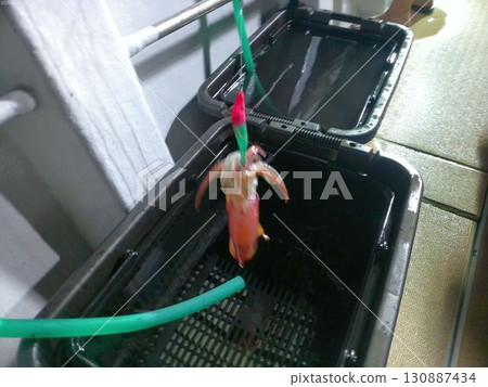 Fresh squid caught at night in August 130887434