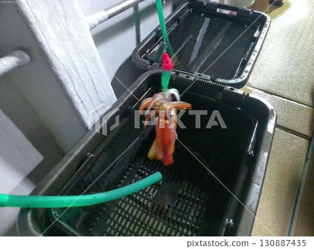 八月夜間捕獲的新鮮魷魚 130887435