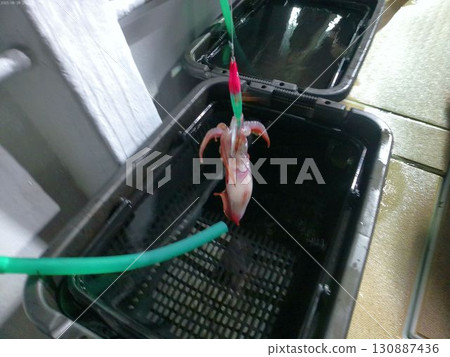 Fresh squid caught at night in August Fresh squid caught at night in August 130887436