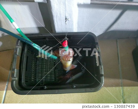 八月夜間捕獲的新鮮魷魚 130887439