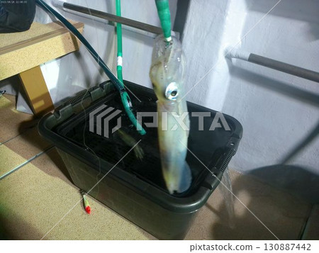 Fresh squid caught at night in August 130887442