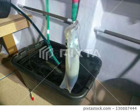 八月夜間捕獲的新鮮魷魚 130887444