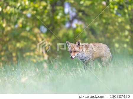 Young red fox standing in the grass. Young red fox standing in the grass. 130887450