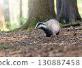 European badger is posing in the forest. 130887458