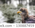 Side view portrait of osprey in wildlife. 130887459